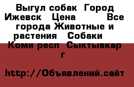 Выгул собак. Город Ижевск › Цена ­ 150 - Все города Животные и растения » Собаки   . Коми респ.,Сыктывкар г.